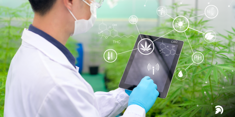 What Role Does Technology Play In Starting An Online Cannabis Business?
